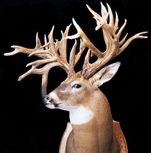 Without A Trace: Learn Why Giant Non-Typical Bucks Are Often Found Dead - North American Whitetail