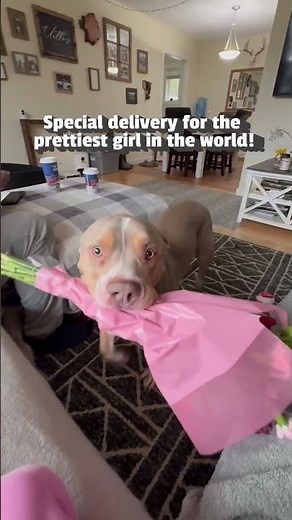Adorable Dog Delivers Flower Bouquet
