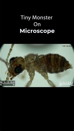 Hidden Micro World: Insect Claws and Hairs in 4K #short #shorts #insects