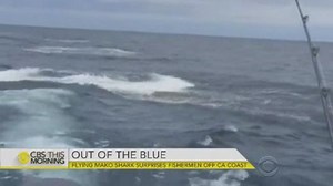 Watch: Video captures shark jumping sky high out of water