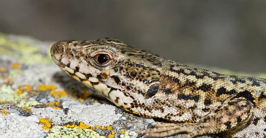 Lazarus Lizard