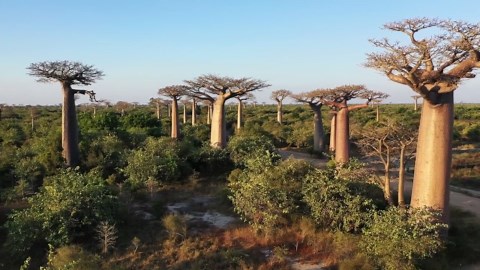 La fauna selvatica vista dall'alto: i diversi habitat del Madagascar