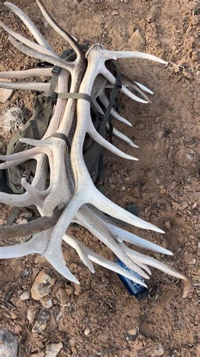 Packs are gonna be loaded down soon! #mtnpackers #stud #giant #sheds #elk