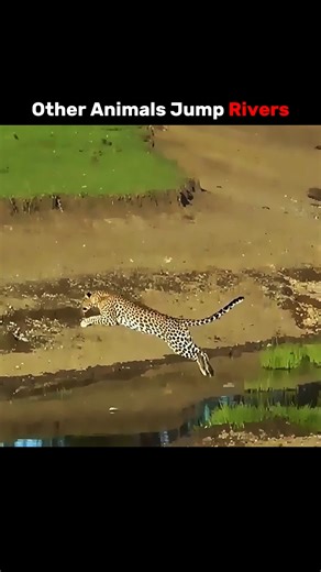 You Won't Believe How High a Puma Jump 𓃮