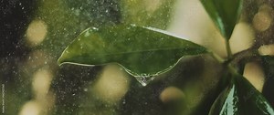 Spring rain. Spring leaves on trees. Rain on long exposure. Water drop falling from the leaves