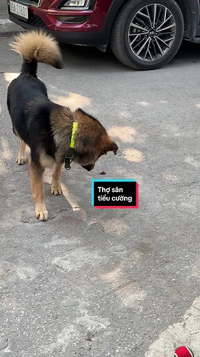 Powwww #cutedog #fybシ #dethuong #tieucuong