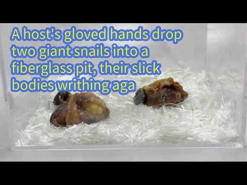 A host's gloved hands drop two giant snails into a fiberglass pit, their slick bodies writhing aga