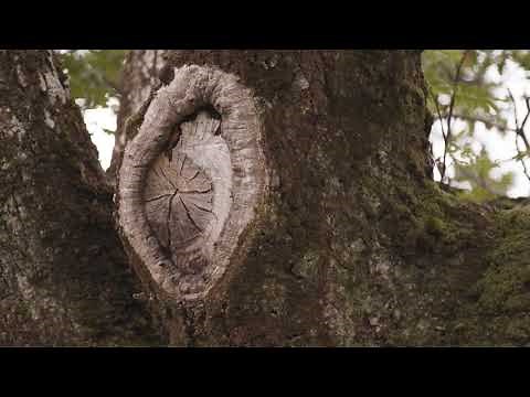 Ireland’s Native Trees - EPISODE 1 OAK