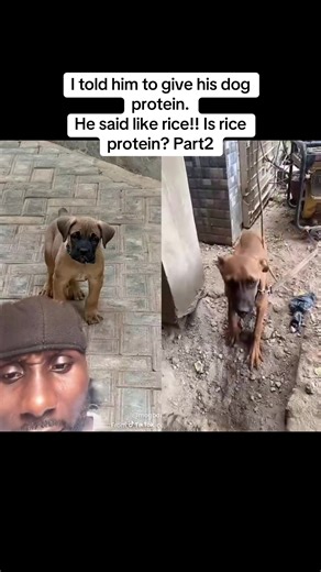 Choosing the Right Protein for Your Dog's Diet