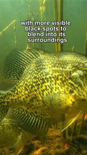 Why this fish changes color