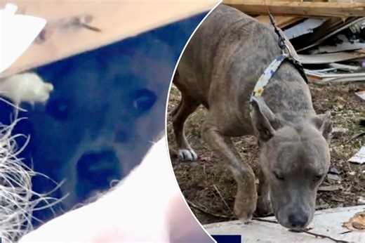 Dog rescued from rubble days after Virginia home explosion