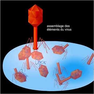 Reproductive cycle of a bacteriophage