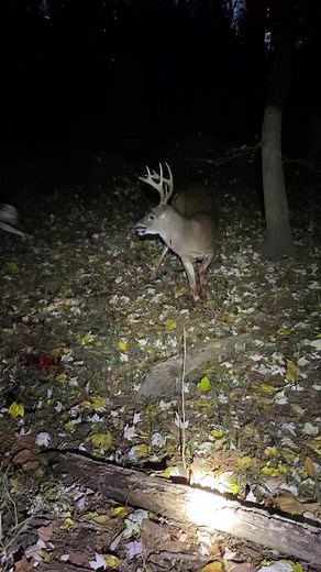 Little track dog work while waiting on the hunter to catch up and dispatch his wounded deer. #backfortycatahoulas #woundedgamerecovery #whitetaildeer #deerhunting #catahoula #workingdog #woundedgamerecoverydogsoftiktok #deerrecovery #fyp #trackdog #deerhunt