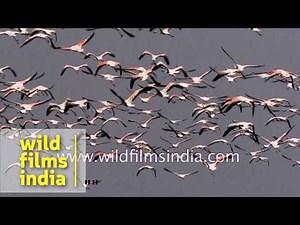 Flamingos unlimited: slow motion flight over Indian wetland!