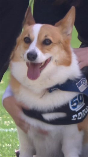 Seattle Seahawks on Instagram: "Throwing it back to the cutest race in football. The Corgi Cup presented by @groundworks"