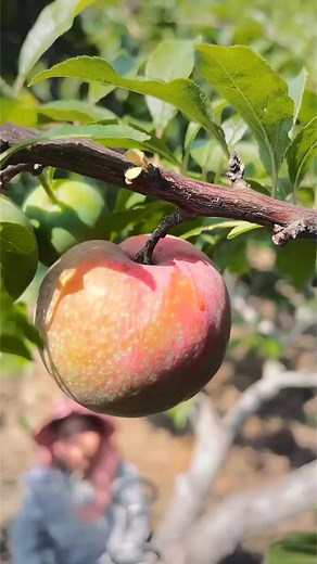 About fruit នៅលើ TikTok