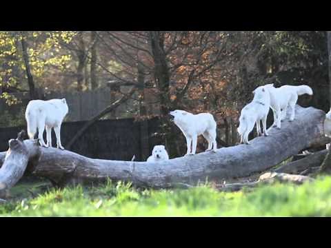 Hurlement de la meute de loups arctiques au petit matin
