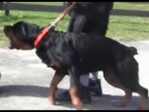 Aggressive Rottweiler ( Part 2 ) completely out of control and Extremely Dangerous