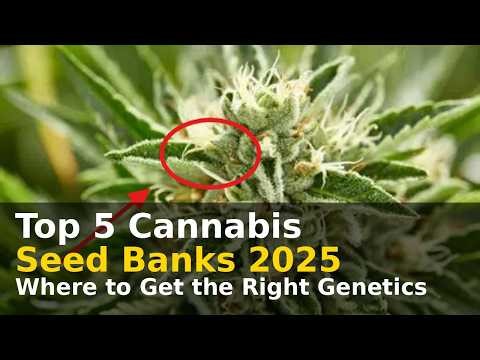 Top 5 Cannabis Seed Banks 2025 | Where to Get the Right Genetics
