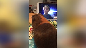 Kevin, the guinea pig, participates in online learning at DC elementary school