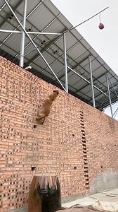 647K views · 1.5K reactions | Super dog | MK Prod | Facebook