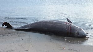 We Now Know Why Naval Sonar Leads To Mass Whale Strandings