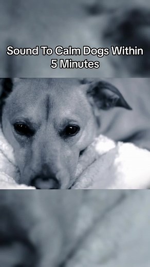 Sound To Calm Dogs Within 5 Minutes #loveanimal #dog #fyp #sounds