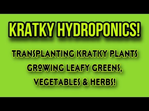 Kratky Live! Almost everything made it! #kratky #hydroponics #gardening