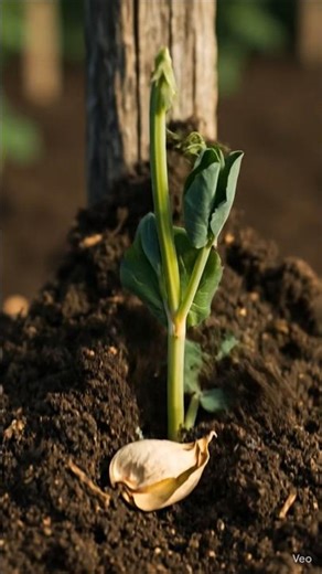 From Seed to Harvest: Complete Pea Plant Growth Time-Lapse (0-70 Days)