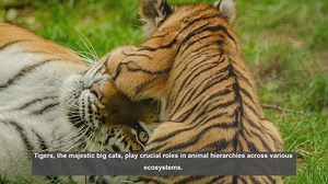 10 Ways Tigers Impact Animal Hierarchies and Ecosystems