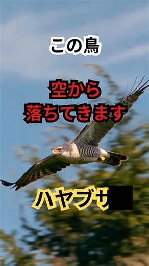 空のミサイル。ハヤブサ #動物雑学#生き物の不思議 #動物の秘密 #知識 #豆知識 #知的好奇心