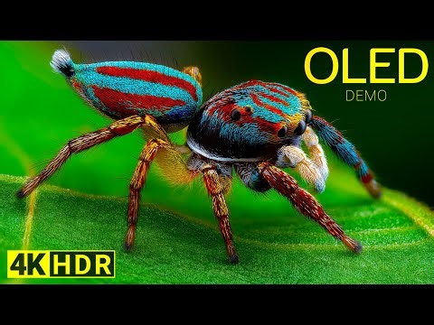 INSANE 4K OLED Demo HDR Ultra HD Dolby Vision