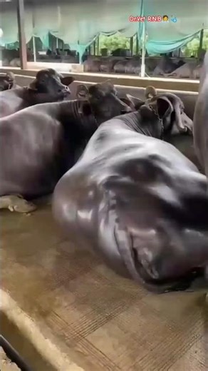 మీకు తెలుసా? మీ పాడి పశువుల పాలు తగ్గడానికి ముఖ్యమైన కారణం, లైక్ చెయ్యండి #dairyanimal #milk#buffalo