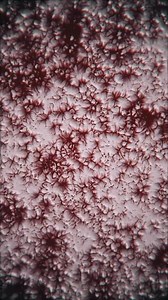 Download Vertical video - gory horror motion background animation with a gently undulating, breathing surface with tendrils of dark red blood. This background is full HD and a seamless loop. for free