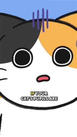 🐱❤Feline Body Language: What Cat's Eye Tell You #catanimation #catanime #animation #cat101 #cattips #cat | BEMYPET.Channel