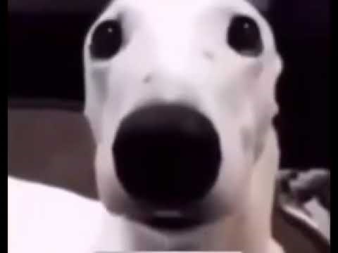 Shaking Dog Meme