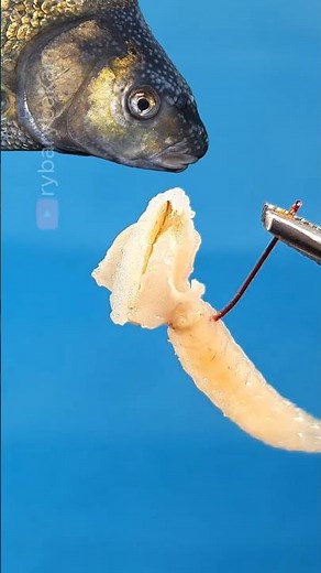 🎣✅HOW TO HOOK Maggots and Barley: Secret Fishing Hack ✨🐛 #shorts