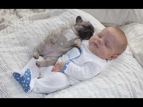 Adorable Pug Puppies Love Babies Compilation - A Cute Puppy and Baby Videos 2017