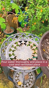 How to grow ranunculus flowers #gardening #gardentools #gardeningtools #tool #tools #gardeningmakemehappy #handtools #cooltools #satisfying #gardeners #gardeninspiration #gardening #trees #tree #treesofinstagram #treestreestrees #treestagram #gardeningtips | Gardening Hacks