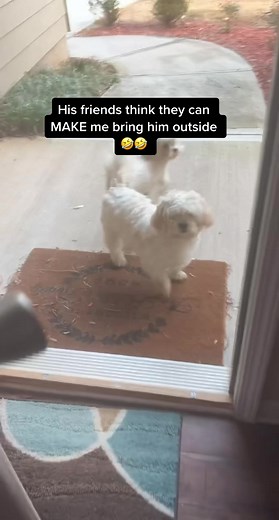 They will come right in the house! #dogsoftiktok #shihpoosoftiktok #fyp #xyzbca #fun #friends