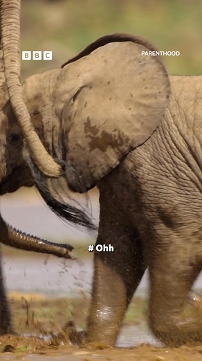 We defy any parents to have dry eyes after watching this 🥹 ‘Go Steady’, beautifully performed by Sam Ryder for David Attenborough’s Parenthood. ❤️ Watch #Parenthood on #iPlayer from Sunday 3rd August. 🌎 #SamRyder #Parents #Parenting | BBC