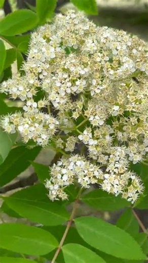 「ナナカマドの花！」実はここ一週間この花を探し求めていたのです・・・・草津温泉近くで今日発見！感動！#shorts