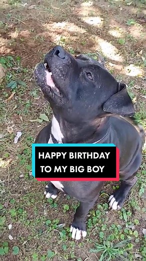 Celebrating Soldier the Pitbull's 5th Birthday!