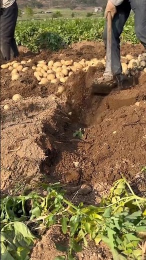 Planting Yakun Gold potatoes Tutorial #farming