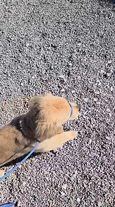 Finn on his mini loose leash walking session for Day School. What a Rockstar! 🐾🥰 | The Dog Wizard