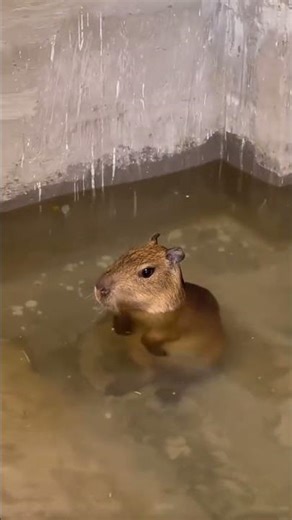 Capybaras' Happy Swimming Time in the Water...