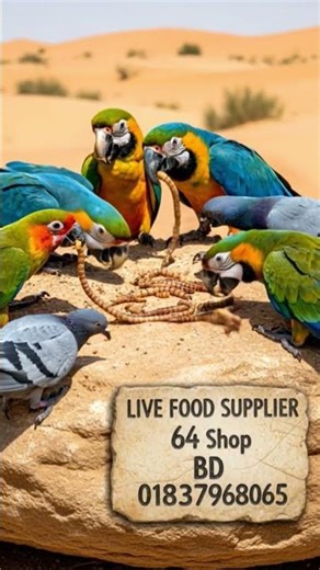 Macaw,Conure, Pigeon eating superworms larvee life food. #birds #proteinfood #বিটল_পোকার #bird