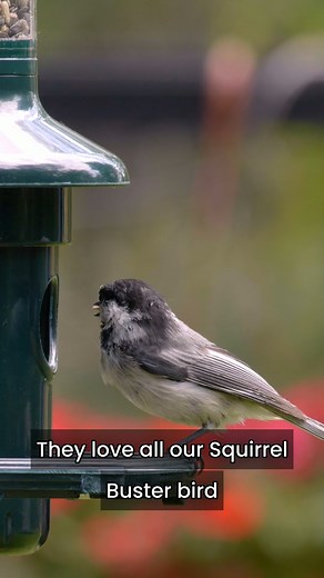 What bird is fearless, fun, and first at the feeder? | Brome - Squirrel Buster