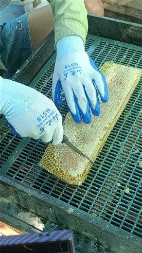 100% Pure Honey | Fresh Golden Raw Honey Straight From the Hive 🐝