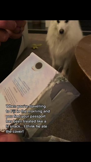 Dog Chewed Passport Before Fiji Trip